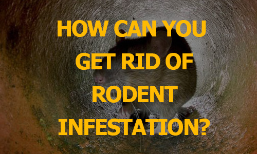 get-rid-of-rodents