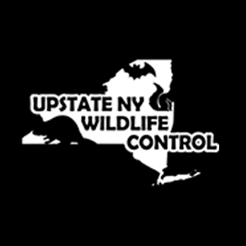 UPSTATE NY WILDLIFE CONTROL

